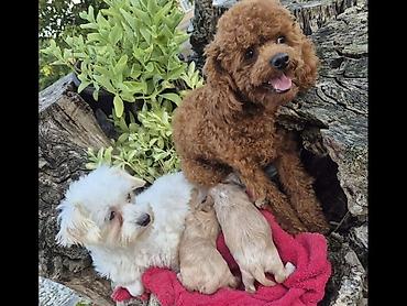 Psi: Maltipoo štenci, prelepe bebe Na prodaju prelepi štenci maltipoo na lalafo.rs — 7 Psi: Maltipoo štenci, prelepe bebe Na prodaju prelepi štenci maltipoo — 7