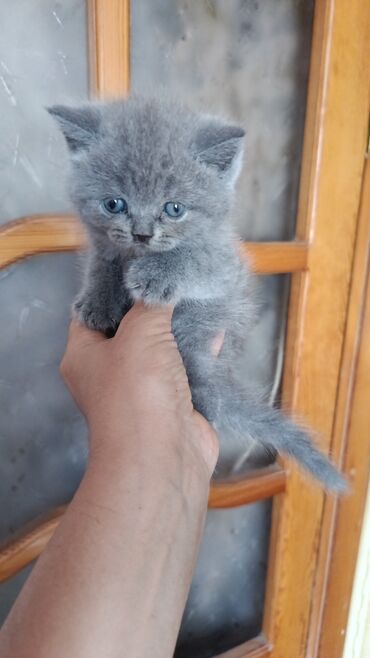 rus mavisi pişik satışı: Şotland