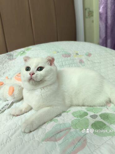 мейн кун купить в баку: Şotland yastı qulaq, Dişi lalafo.az -da мейн кун купить в баку: Şotland yastı qulaq, Dişi