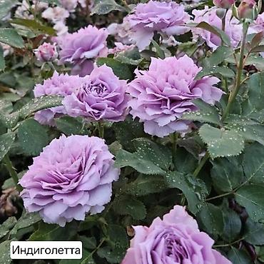 Дом и сад: Плетистые розы (сорта на выбор): Цезарь, Роз де Толбияк, Герцогиня — 9