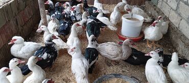 Ördəklər: Təcili satılır.Real alıcılar əlaqə saxlaya bilər — 21