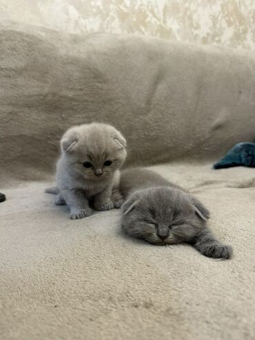 pişik pişik: Шотладская вислоухая