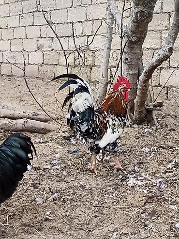 Xoruzlar: Məhsul: Safqan xoruzlar Təsvir:Təmiz qan Alman astralop cins — 1