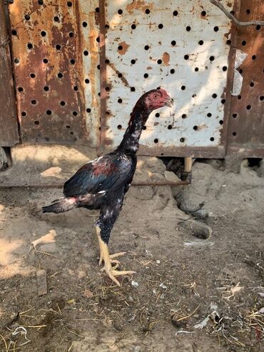 kənd colpaları: Xoruz, Heyratı, il: <1