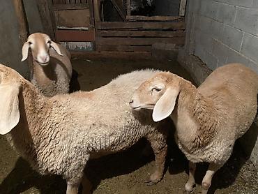 волкособ купить щенка: Продаю | Овца (самка) | Арашан | Для разведения | Ярка — 4