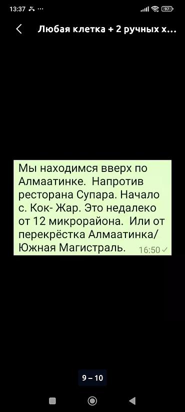 Зоотовары: Клетки для хомячков по 800 сом. шары по 100 сом, хомячки джунгарики по — 7