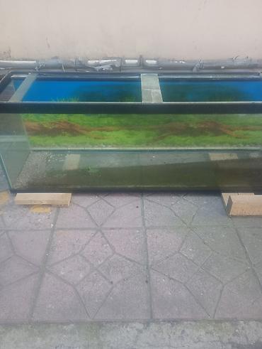 akvarium baliqlari: Razılaşma yolu ilə - Ölçü: uzunluğu çox olan, geniş həcmli panorama — 3