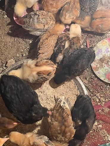 K/t heyvanları və malları: Toyuq cücələri, Damazlıq, Ünvandan götürmə — 2