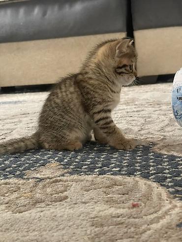 Кошки: Котята шотландской породы скоттиш-страйт — 1