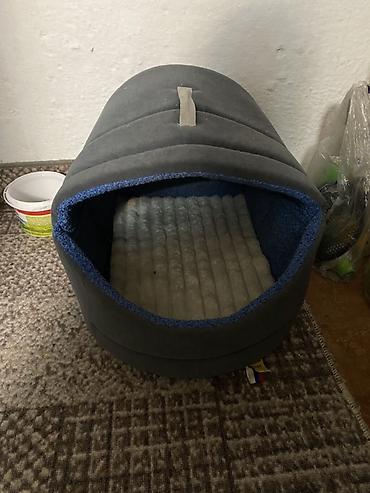 Продажа кошек: Шотландская вислоухая кошка (Scottish Fold), окрас голубой. Вместе — 5