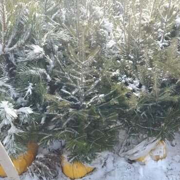 Ёлки: Продаю Голубые Ели Оптом и в розницу Ели Тянь Шаньевские от 3500 с — 2
