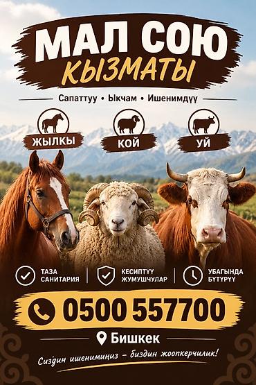 ветеринар на дом бишкек: Услуга забоя скота - Виды животных: лошади, овцы, коровы. - Место — 1