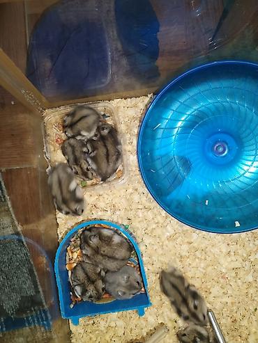 Cırtdan hamsterlər – aktiv və mehriban ev heyvanları Məhsulun
