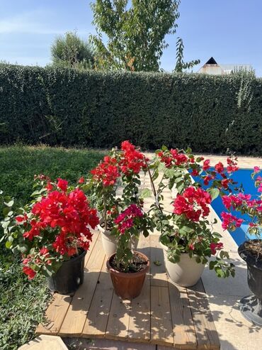 купить тумбу под телевизор: Это бугенвиллия 🌺 — роскошное растение с яркими алыми прицветниками