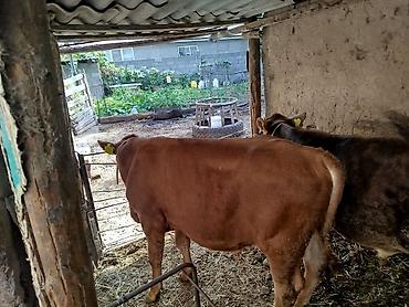 Продам с/х животных: Продаю | Бык (самец) | На откорм | Привязанные — 3