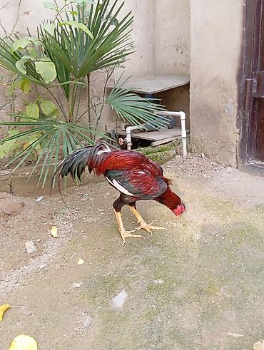 toyuq satışı: Toyuq, Yumurtalıq, Ödənişli çatdırılma — 8