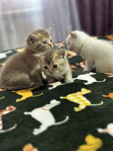 Pişiklər: Şinşilla, Dişi — 4