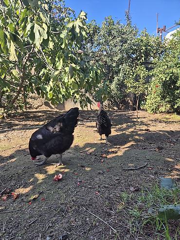 mal satisi: Toyuq, Australorp, Damazlıq — 8
