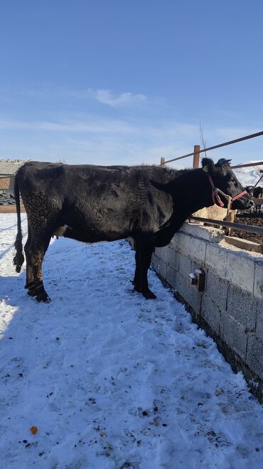 Коровы, быки: Продаю | Корова (самка) | Полукровка | Для молока | Привязанные — 11
