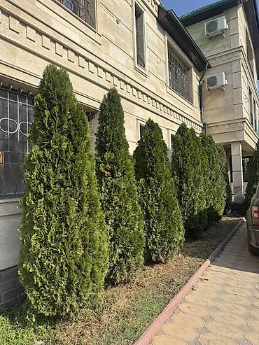 Туи Смарагд (Thuja occidentalis ‘Smaragd’) — декоративные вечнозелёные