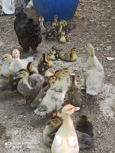 Другие с/х животные: Утята Индоутки Тяжёлая Линия. Индоутята. Фендибоберных Солидных — 21