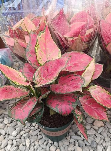 Другие комнатные растения: Женское счастье гигант сорт По городу доставка бесплатно Крупные — 67