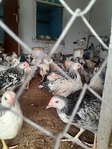 bulbul quşu satışı: Salam 3 ayliq cucelrdi tam saglam her bir qulluqda olunub unvan — 3