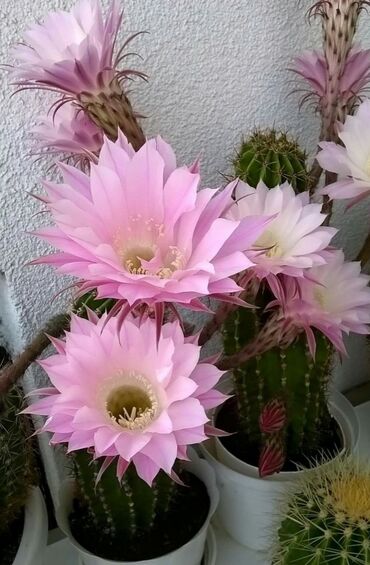 Хлорофитумы: Хлорофитумы. распродажа Хлорофитум - можно по праву назвать — 26