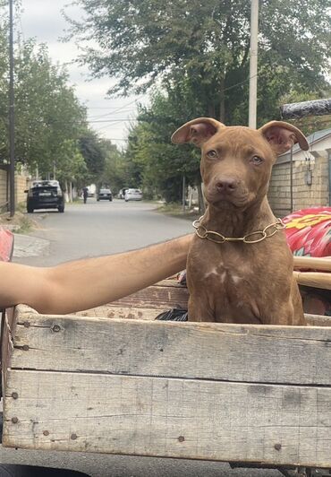 LDV: Pitbul