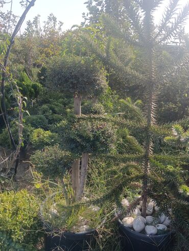 Landşaft işləri: Dekarativ agaclarin satişi çatrlme ekme odenişludir qazon torf — 19