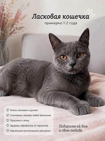 вязка кошка: 2 года, Девочка — 1