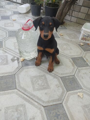 it davası 2020: Doberman, 1 ay, Erkek