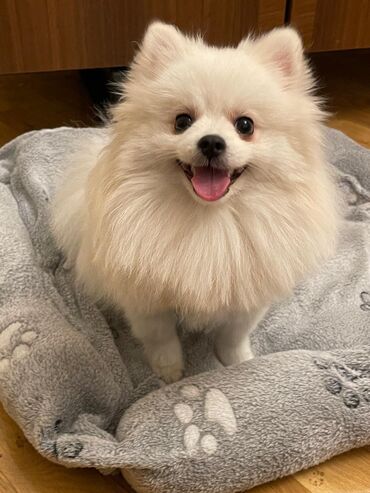 İtlər: Şpitz, 10 ay, Erkek, Sənədli, Ödənişli çatdırılma