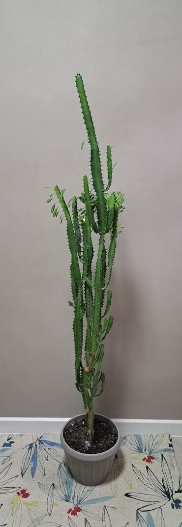 Комнатные растения Кыргызстан ᐈ 2715 объявлений ᐈ lalafo.kg