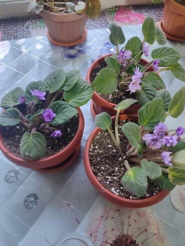 Хлорофитумы: Продаю комнатные цветы Сансевиерия-250сом (тещин язык ) Хлорофитум — 21