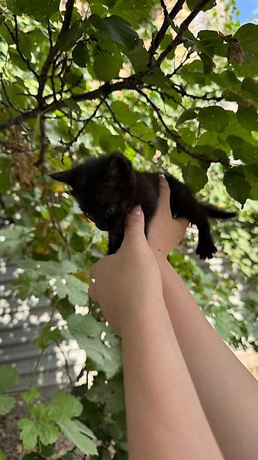 Үй жаныбарлары: Котята, короткошёрстные, домашние. Описание: - Возраст на фото — — 3