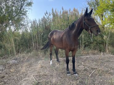 продажа щенков немецкой овчарки с документами в бишкеке: Сатам | Бээ (ургаачы) | Ат спорту