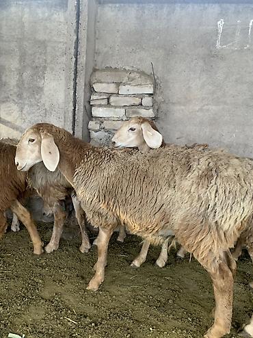 Баран, овца: Продаю | Овца (самка) | Арашан — 13