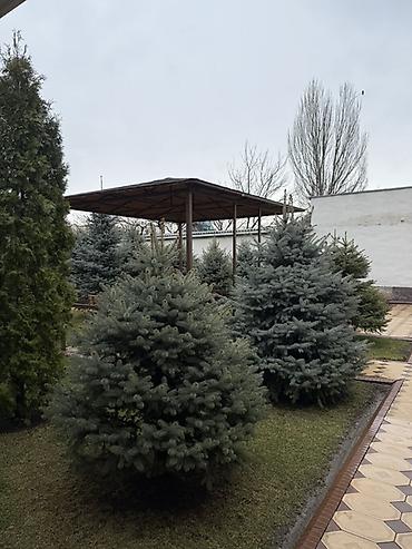 Ель: Продаю Ели голубые от 2-4 метров, колоновидные туи 4 метровые: густые — 17