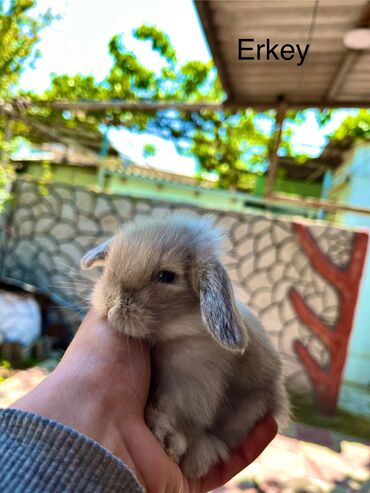 Dovşanlar: Salam🖐🏻. Müxtelif karlik reng seçimleri ve sortları var 🎁 ad — 7