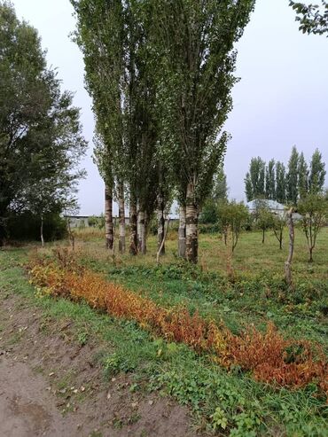 уголь беш сары характеристики: Продаю тополя, 11 шт