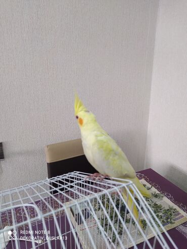 Tutuquşları: SALAM ENDİRİMLƏRƏ DAVAM. 💥🔥.HAZIR DANIŞAN QUŞLAR SATILIR!!!!!! Yaş — 22