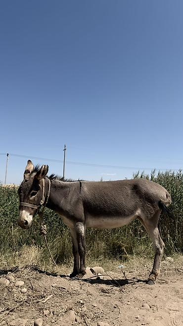 Другие с/х животные: 3 Осол пуродам - Вид: домашний осёл, масть серая, светлая морда и — 3