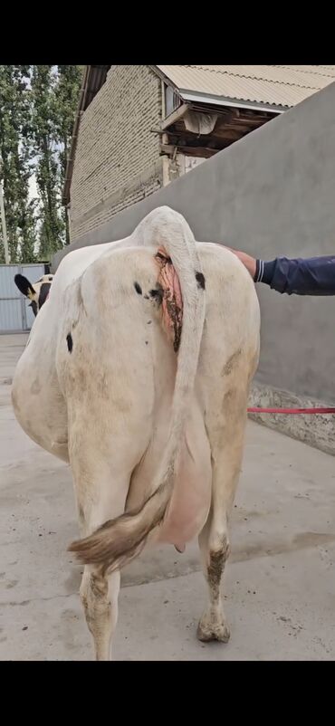 Inəklər, öküzlər: Süd istiqamətli inək – Holştayn tipli, ağ-qara rəngli. Xüsusiyyətlər — 7