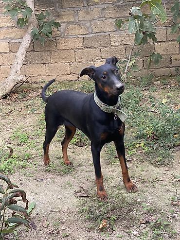 baskervillerin iti: Doberman, 11 ay, Dişi, Ünvandan götürmə — 3