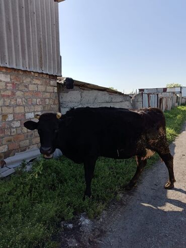 швиц быки: Продаю | Корова (самка) | Голштин | Для молока | Стельные