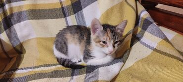 отдам котят в хорошие руки бесплатно: Yaxşı əllərə
