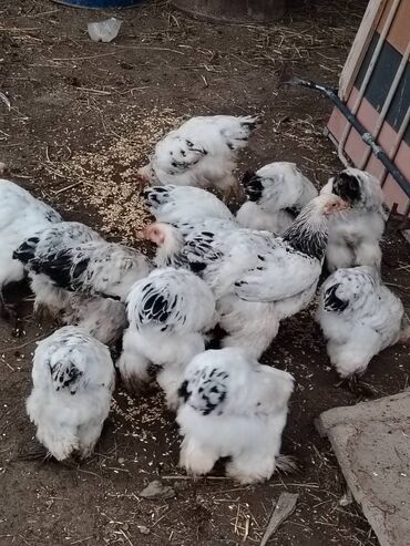 Inəklər, öküzlər: Lohman brama 1 2 ayliq cucelerdi temiz qandı 12 13 denedi hamsi
