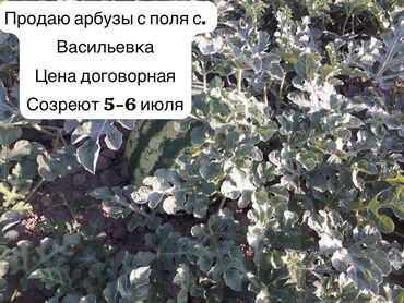 коробки для печенье: Арбузы Оптом, Самовывоз