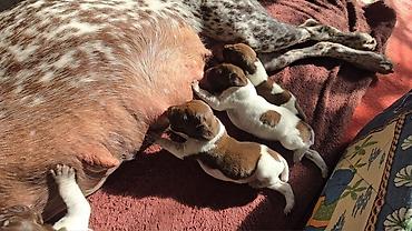 gencede it: Kurtxar, 1 ay, Erkək, Sənədli, Ünvandan götürmə — 1